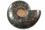 Black, Polished, Agatized Ammonite - Madagascar #77005-1